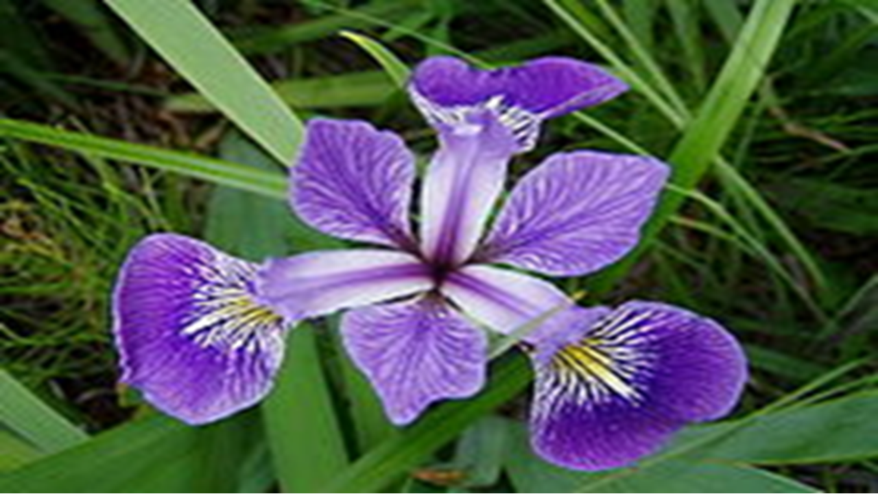 iris flower. Photo from Wikipedia.